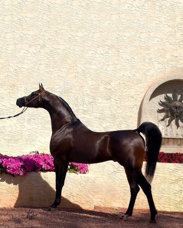 abo3mal tweet picture