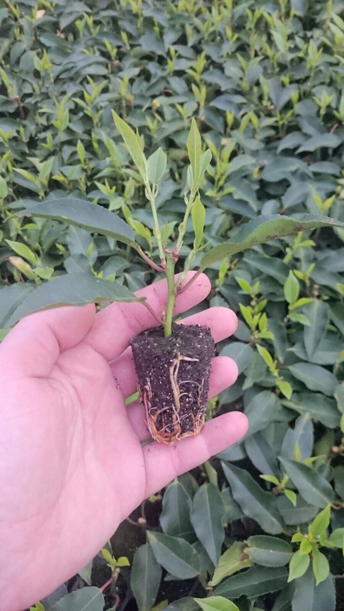 #laurier #stekken #laurierstekken #portugeselaurier #arkinkgroen