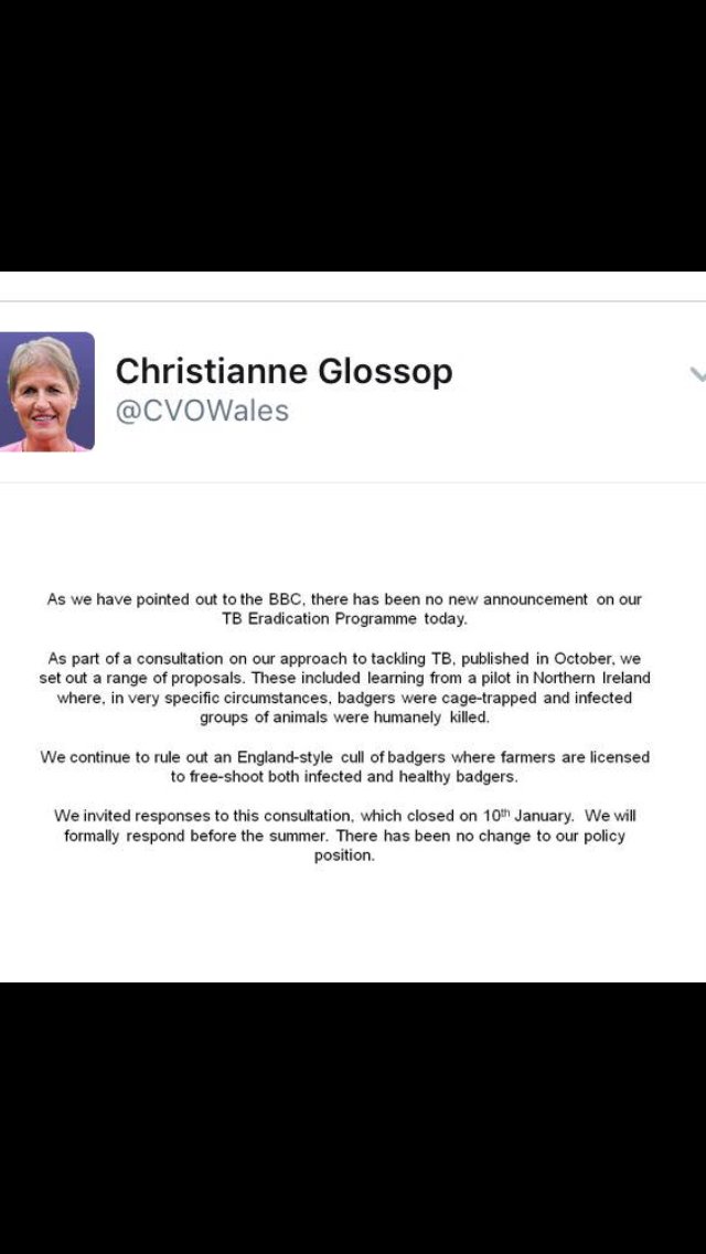 domdyer70's tweet photo. Welsh Chief Vet confirms that despite BBC reports no decision has been made yet on cull badgers in Wales https://t.co/i247QFUjSs