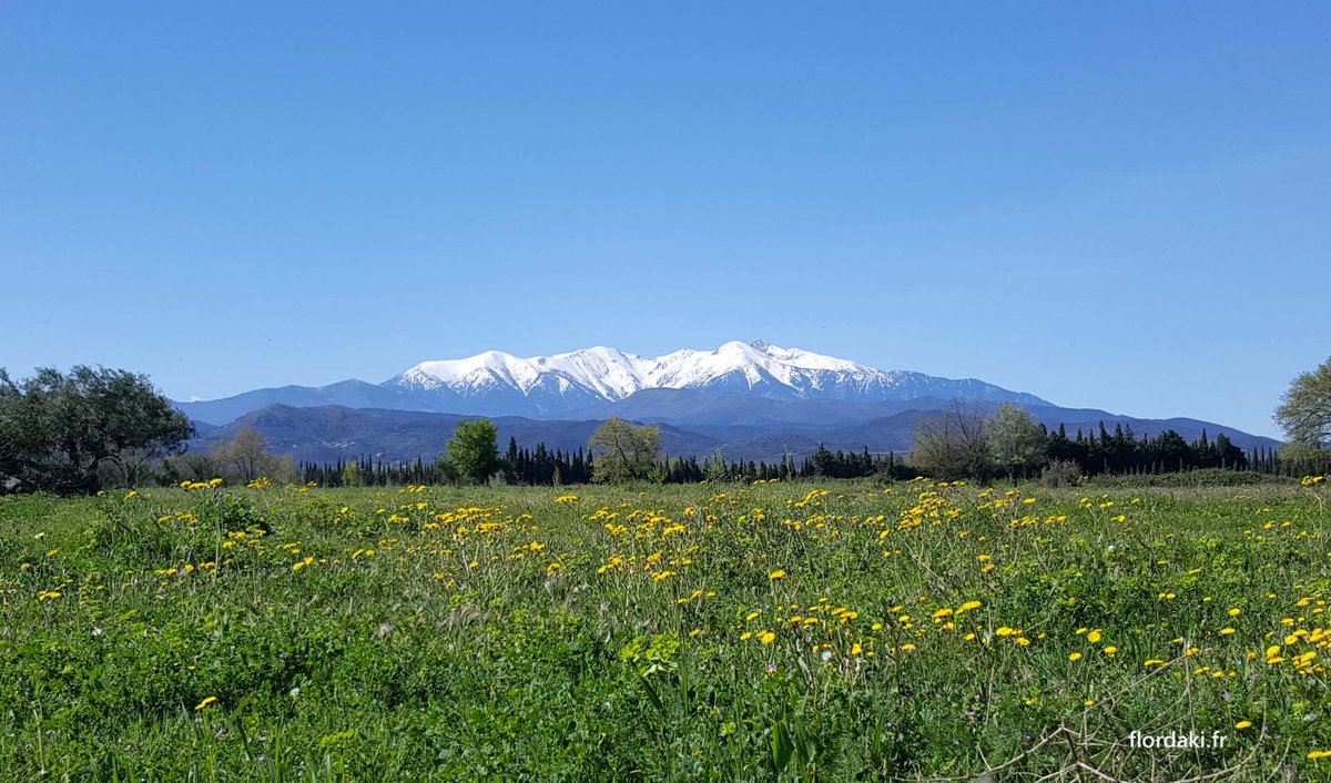 Quand le printemps flirte avec la neige 🙂
#canigou #nature #pyreneesorientales
<a href="/Canigo_Conflent/">Destination Conflent Canigó</a> 
<a href="/hydra_66/">tous les airs y sont</a> 
<a href="/Magnifique_FR/">MagnifiqueFrance</a> 
<a href="/pyrenees_fr/">Escapades en PO</a>