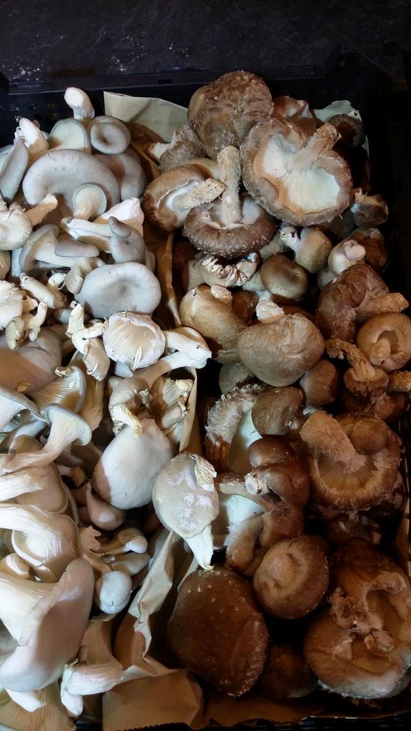 RealFoodExeter's tweet image. Are you a fun-guy?! Then grab some locally grown shiitake and oyster mushrooms! @GroCycle