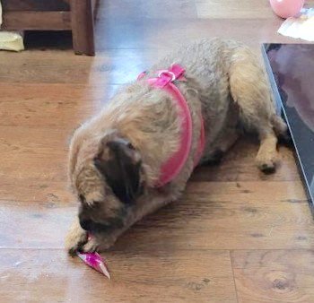 millypod1's tweet photo. ๐#Lost #ScanMe #BTposse Border Terrier Female
WAS WEARING PINK HARNESS
#HoltonLeClay #Grimsby #Lincolnshire #DN36
https://t.co/gSV9gUq6Y7 https://t.co/yRyjXwLlxj