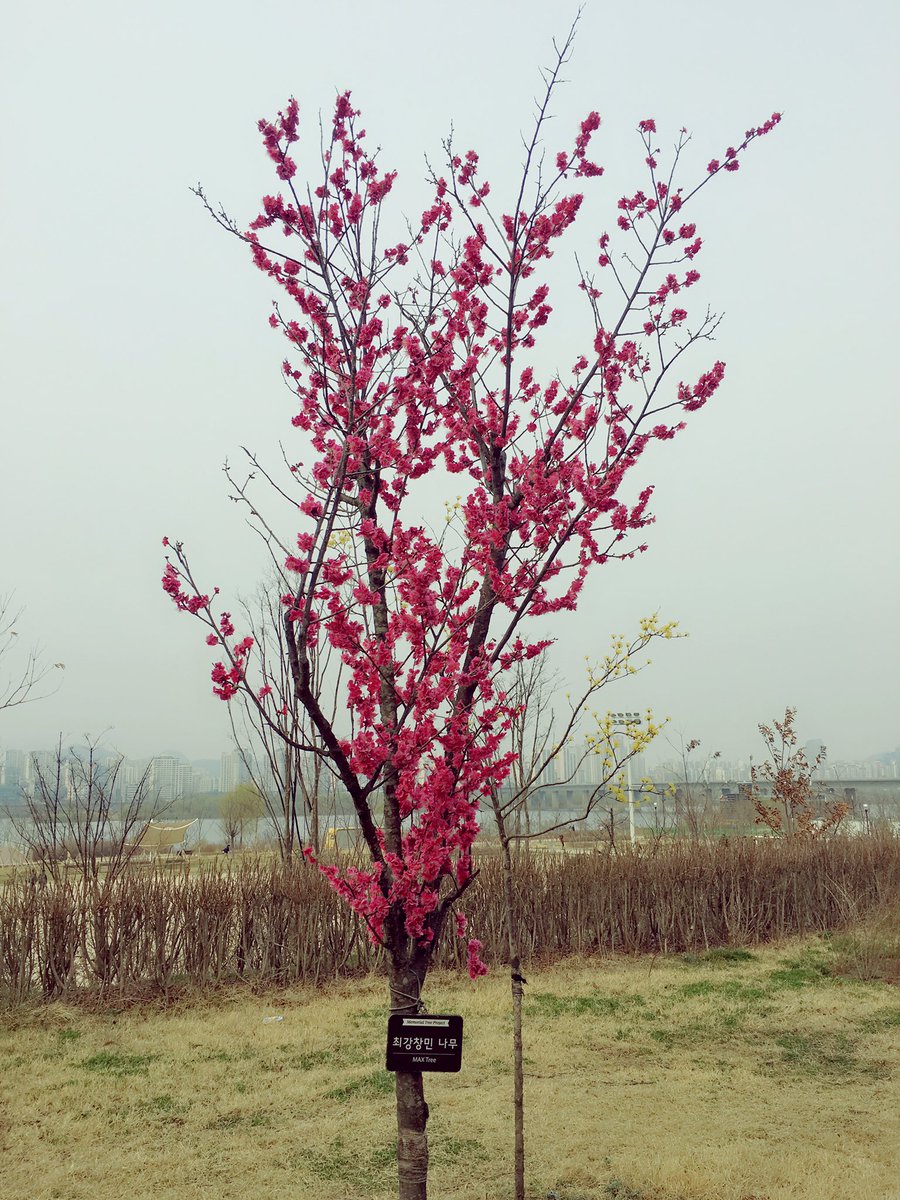 happytvxqtree's tweet photo. #동방신기숲 #홍매화
아직은 애기나무같지만 세살을 넘기고도 각자 조금 다르게 잘크고 있는 유노윤호나무와 최강창민 나무입니다🎈 https://t.co/xk2RqxMgsp