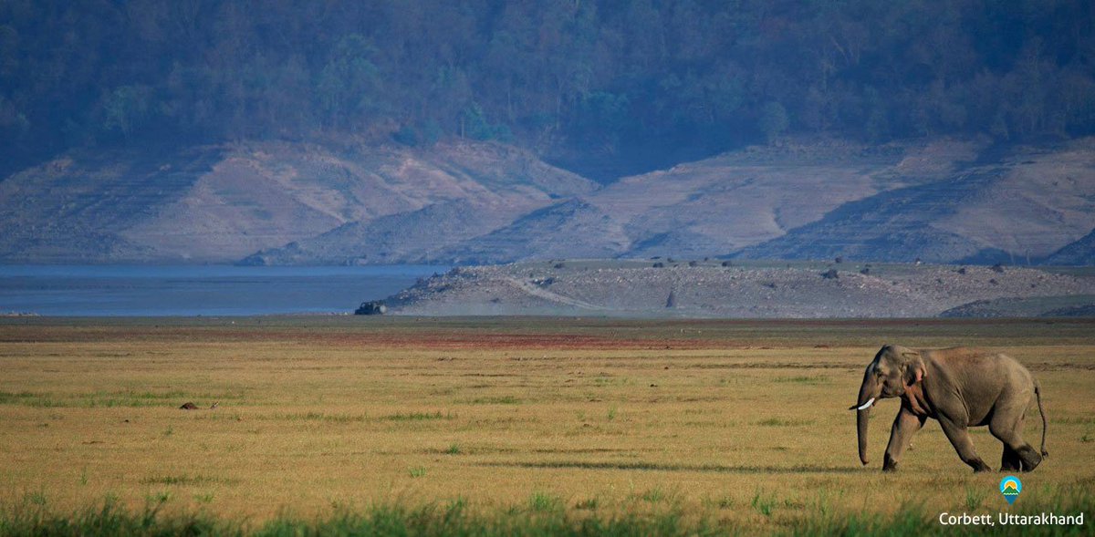 naturenama's tweet photo. Today's #DiscoverDestination, Corbett, is one of the best places to see elephants in the terai | Photo: Neha Parmar

https://t.co/9lBoUtOT9t https://t.co/afG2qK2ymo