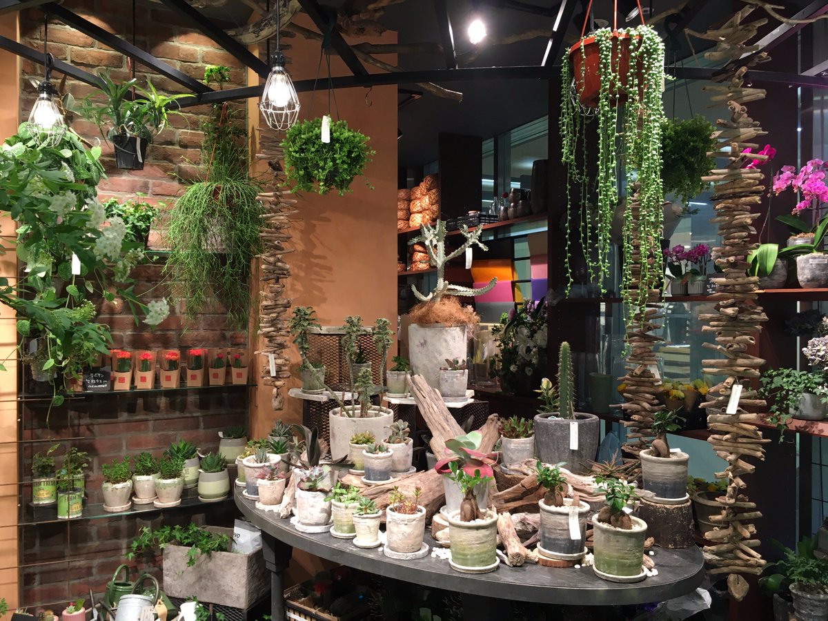 青山フラワーマーケット 今週末はもう4月 新生活を迎える方も そうではない方も グリーンのある暮らし を始めるにはぴったりな時期です 都内で最も大きな観葉植物 コーナーがある二子玉川ライズ店 人気のサボテン 多肉植物から リビングルームにも
