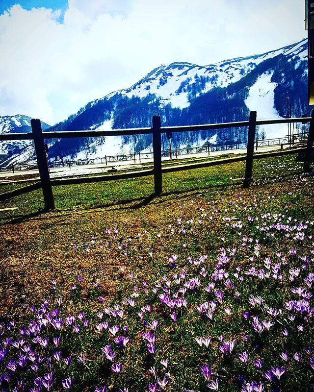 Fiori, colori, profumi...la primavera fa capolino anche in montagna!

Photo @antonioiannitelli
#campitellomatese #molise