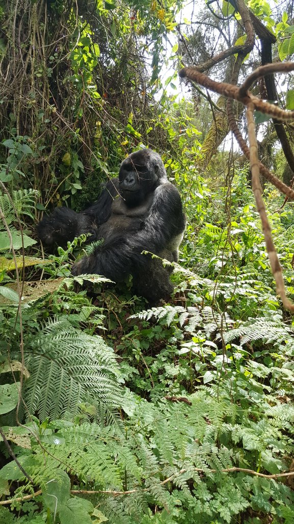 Gorilla trekking is a lifetime #Rwanda #Volcanoes #Gorillavoyagerwanda