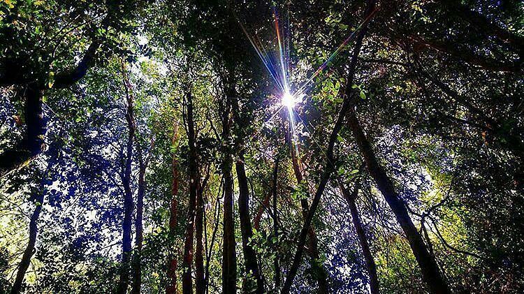 AChilepoh's tweet image. Vía @descubrelosrios - 🌳Árboles en Angachilla🌳
📷Foto de @cesarvergaraf
🔵Encuentra este y otros panoramas en DescubreLosRios.cl #DescubreLos…