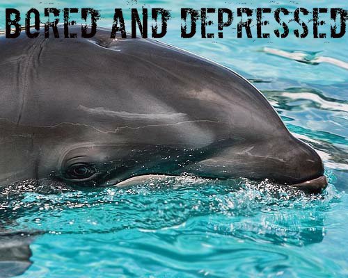 OneGreenPlanet's tweet photo. 10 Signs #Whales and #Dolphins Do NOT Belong in Tanks
https://t.co/FbWV10Ofn1
#EmptyTheTanks https://t.co/kUlfVq6PM8