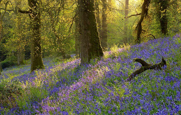 Countrylifemag's tweet photo. Where to go and see bluebells this spring https://t.co/TdMo5Hipfn https://t.co/k8u8cSm3ti