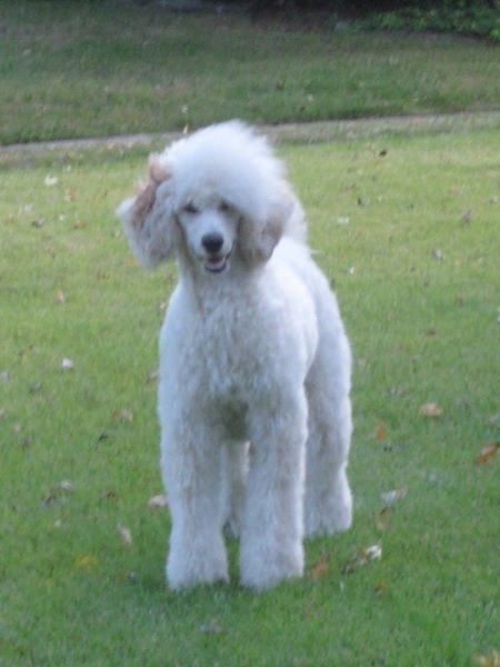 Peachesin419's tweet photo. High standard, met. @evapoodlelove #dogsoftwitter #goodhair https://t.co/8P4551Xvk8