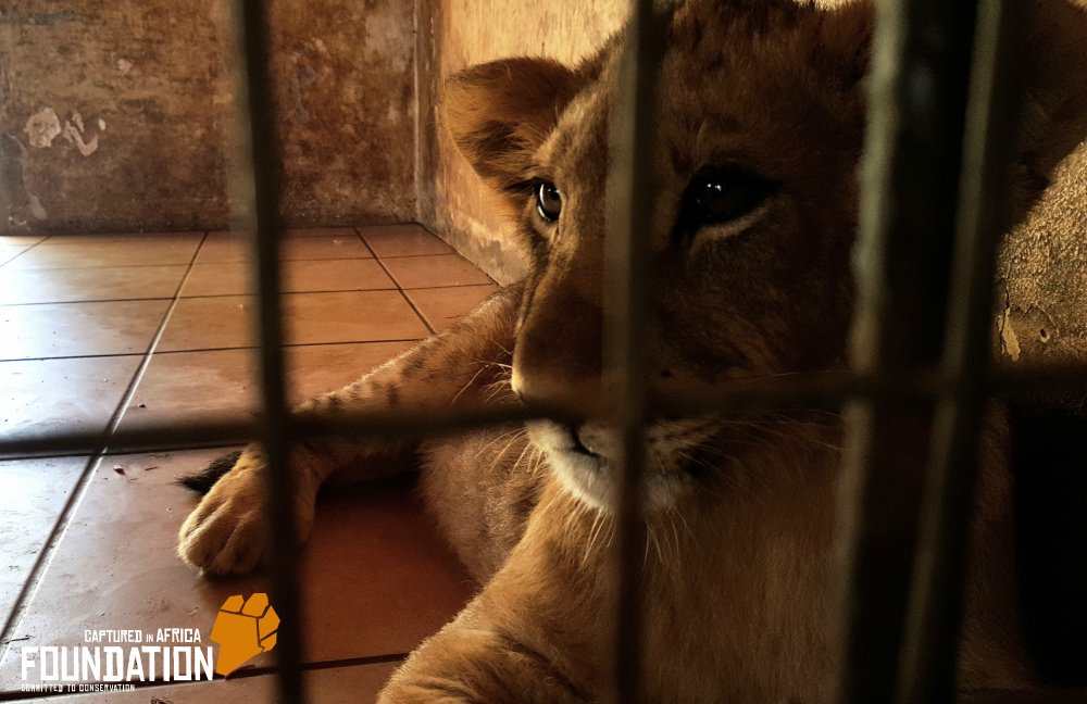cia_foundation's tweet photo. The Eyes tell a story not many want to hear. #BanCaptiveBreeding #BanCubPetting #NoTrade #SaveBigCats
https://t.co/pp854vh0GG https://t.co/BBXZbTOBVz