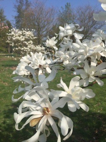 markshallestate's tweet photo. Magnolia stellata bursting into bloom. https://t.co/L5mYg67ziH