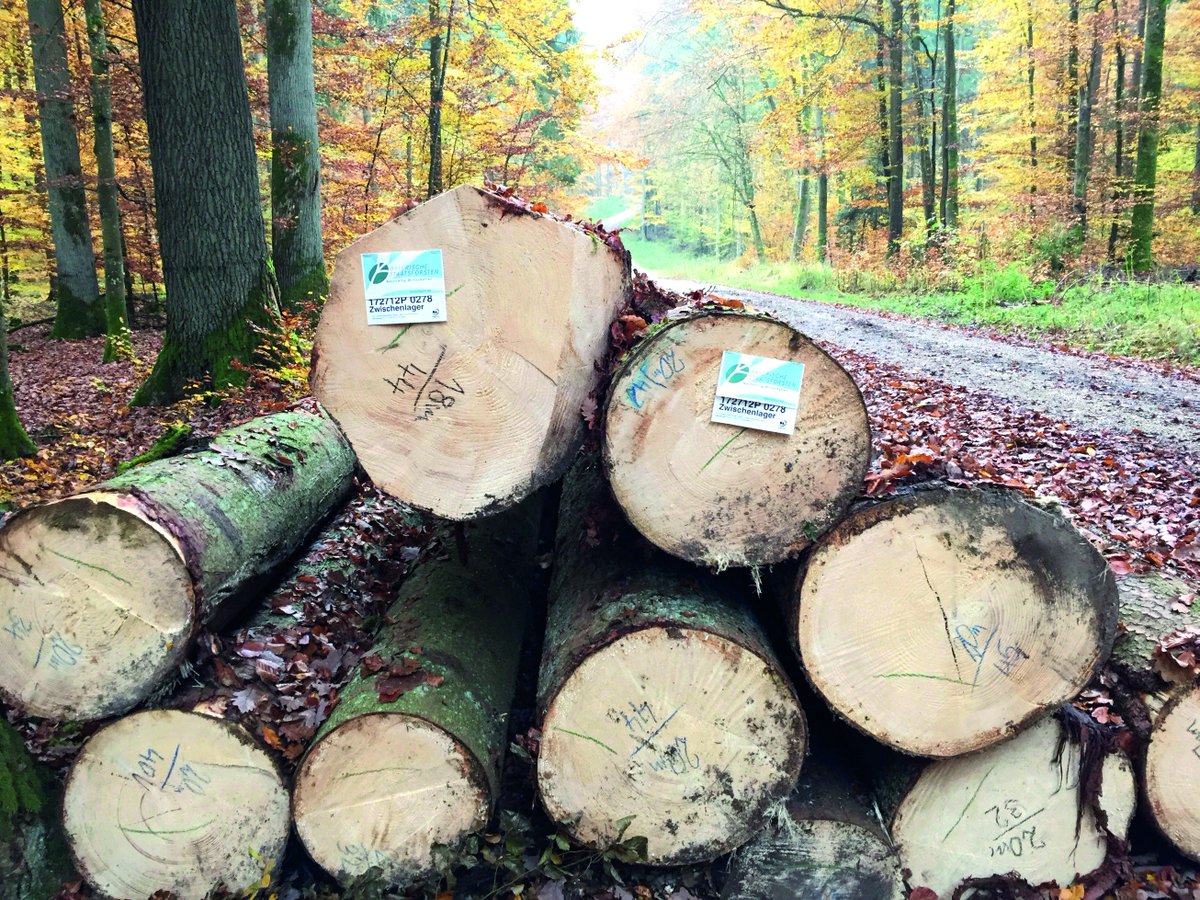 RevolveMediaCo's tweet image. Learn about the #sustainable future of #forests in our interview with Per-Olof Wedin revolve.media/qa-per-olof-we… #ForestCityProject