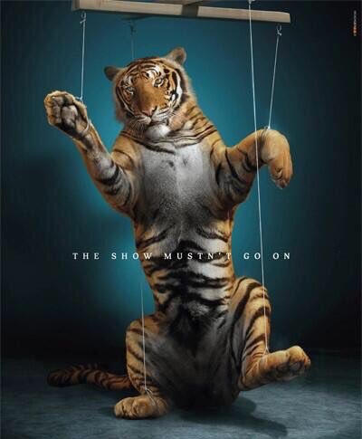 #Animals are not #Clowns...