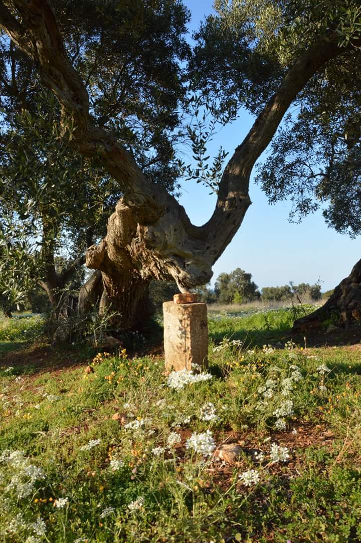 AzPietrasanta's tweet image. In tutte le cose della natura esiste qualcosa di meraviglioso