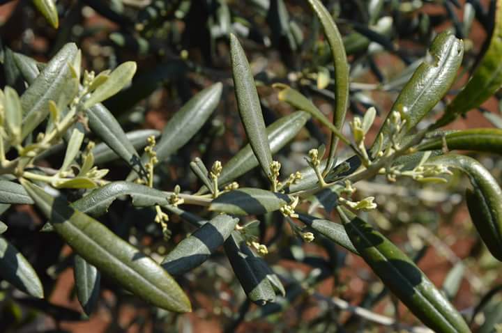 AzPietrasanta's tweet image. In tutte le cose della natura esiste qualcosa di meraviglioso