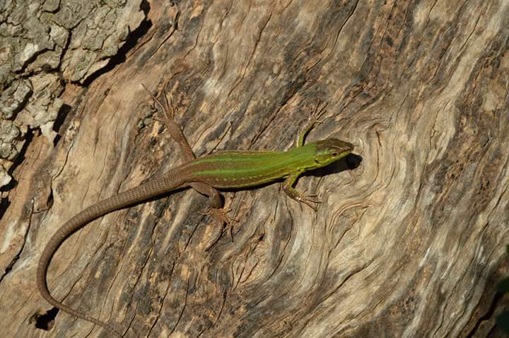 AzPietrasanta's tweet image. In tutte le cose della natura esiste qualcosa di meraviglioso