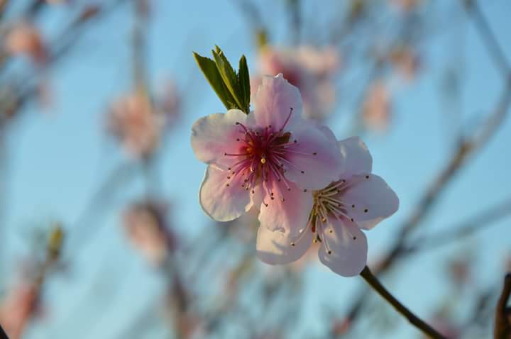 AzPietrasanta's tweet image. In tutte le cose della natura esiste qualcosa di meraviglioso