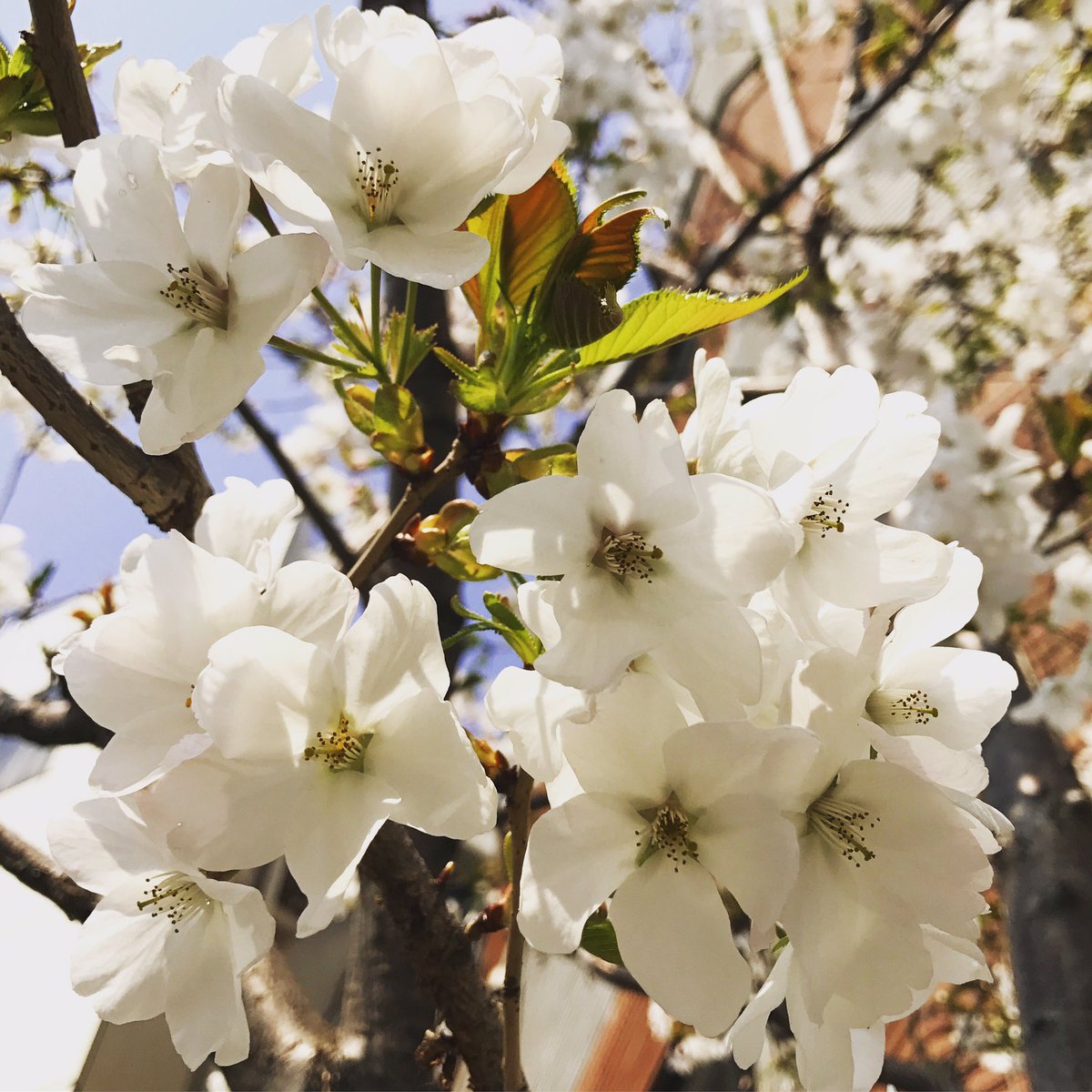 石丸幹二 東京の白い桜 満開 私の好きな桜は濃いピンク色の花びらだが 真っ白も潔くて良かったりもする Kanjiishimaru 石丸幹二 白い桜