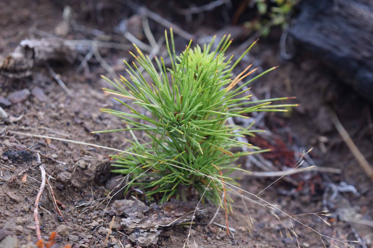 NationalForests's tweet image. You know what’s pretty great? Trees. And YOU can help. Support tree-planting on our National Forests trib.al/6LbuqKp