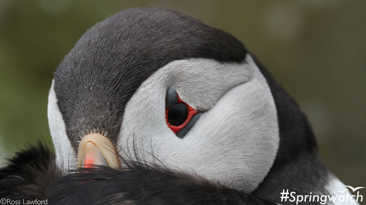 BBCSpringwatch's tweet photo. The puffins are coming back! Did you know they nest in burrows at the top of cliffs? #Springwatch https://t.co/MmdFfDwXWG