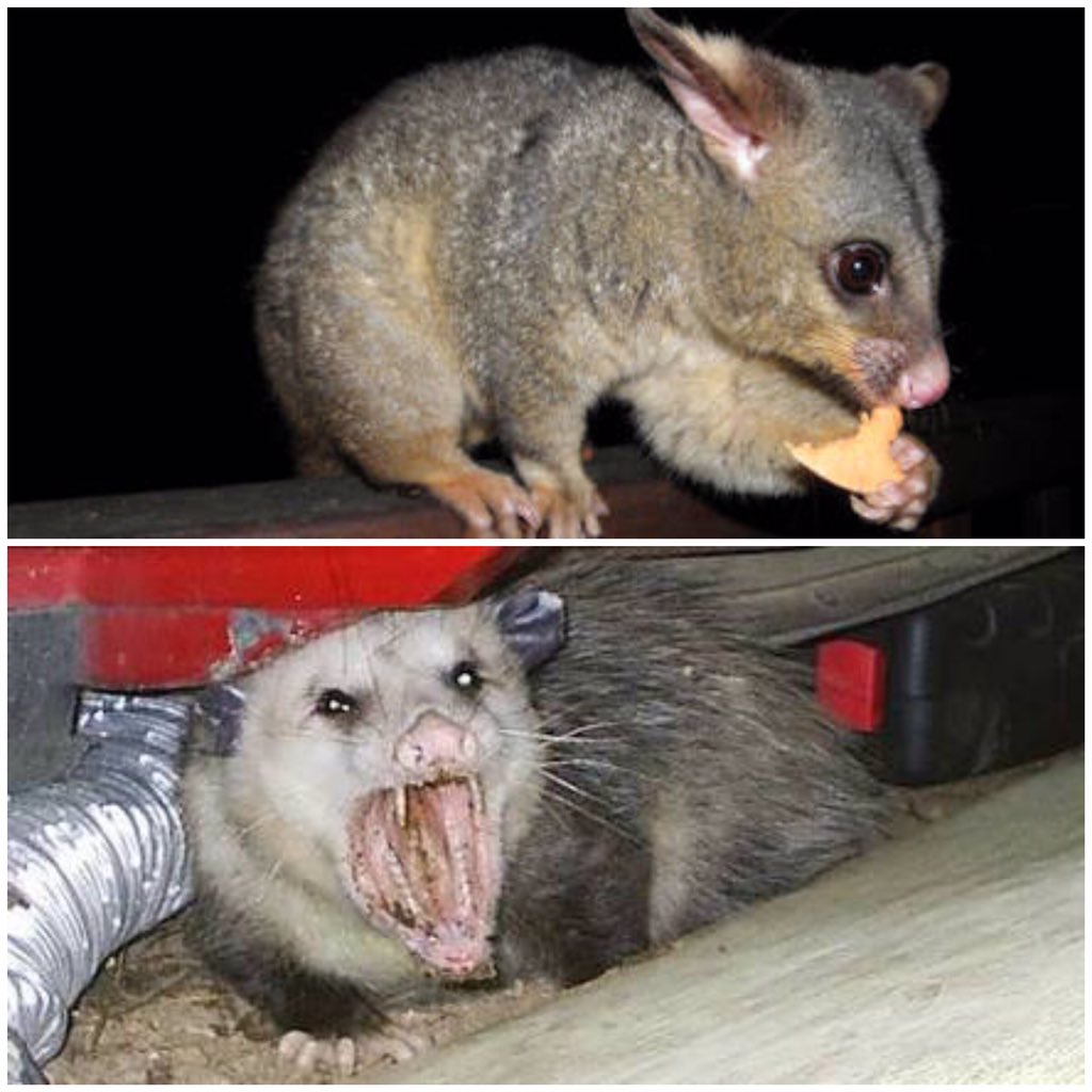 👑 Farrah Moan on Twitter: "Australian possums vs the American ones 😂😩😂😩 my Australian friends HORRIFIED https://t.co/m8EFnbkCsl" / Twitter