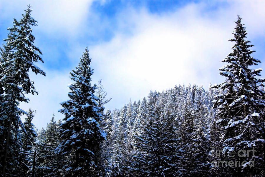 Victork1001's tweet image. Sunny Breaks by Victor K buff.ly/2o59gak #Moody #landscape #quietness  #fineart #romantic #landscape #snow #covered #trees #winter