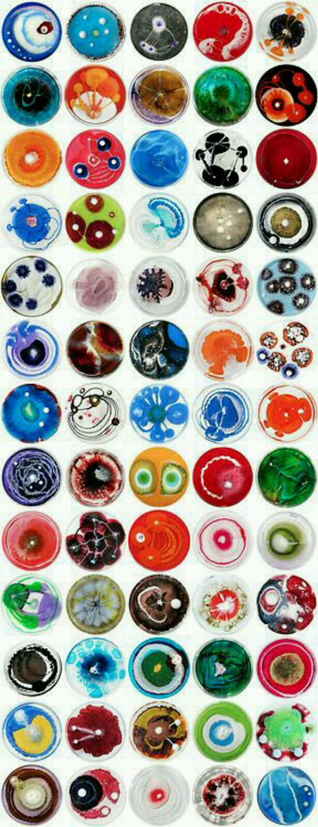 aulagori's tweet photo. No son iconos, no son logotipos. Estas obras de arte vivo son cultivos bacterianos en sus placas de Petri. https://t.co/FEHjGo2MBT