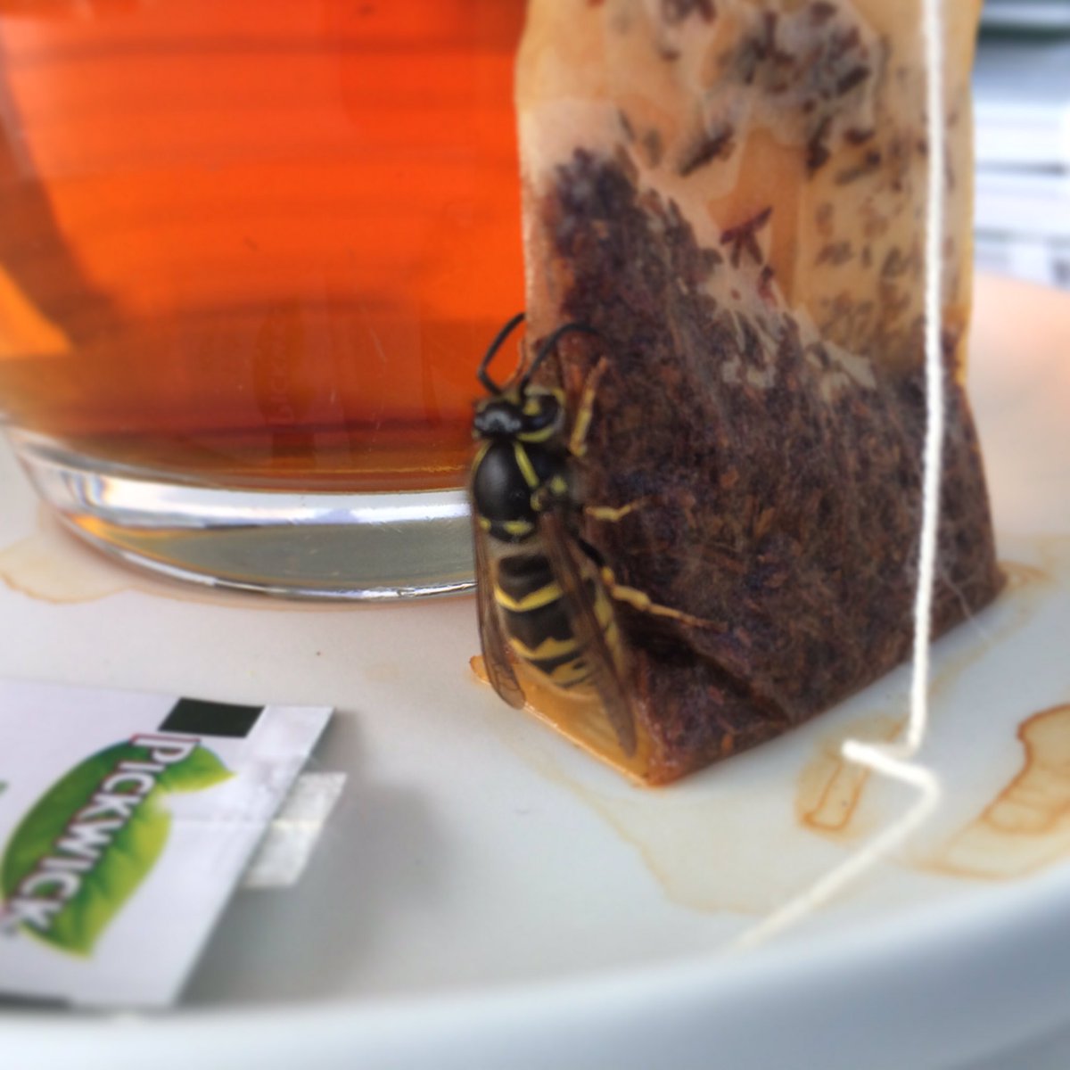 RoosEnKris's tweet photo. Ik had visite en ze bleef gezellig voor de thee. Ik sprak wat, zij zoemde wat. 

#pickwick #thee #wesp #visite #bijkletsen #gezellig https://t.co/sikBziiZSX
