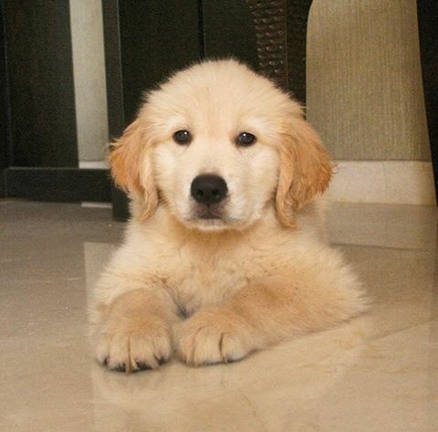 maheshr63907938's tweet photo. you know ? @shreyaghoshal baby! #Shrelock🐶 never come to outside😄😂 always playing home inside 😂 #ShreyaGhoshal se bahut dar lagta hai usse 😁 https://t.co/1XrsEZc6HN