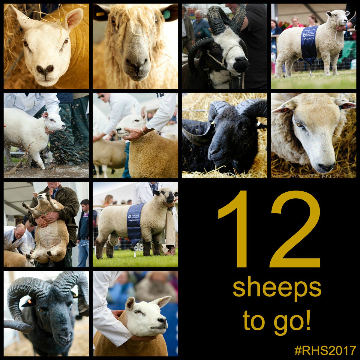 ScotlandRHShow's tweet image. 12 weeks left on the clock... the countdown to #RHS2017 continues! Tickets here: bit.ly/2o8oPub #SheepsToGo #CountdownToRHS