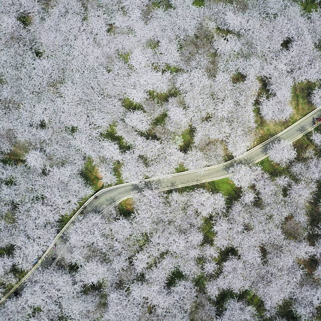 Cherry blossom is seen from above in Gui'an district, Guizhou province, China on Monday (Reuters/China Daily)