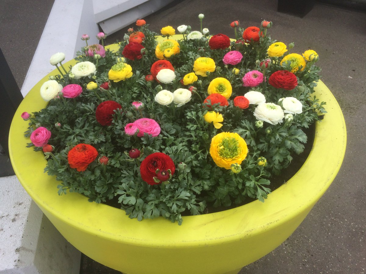 Marcthings's tweet photo. Twelllose boterbloemen  van @Schoneveld_NL bij de ingang van @FloraHolland 
#ranunculus #sprinkles https://t.co/B4QpzZB7AO