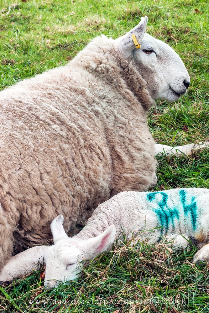 It’s hard work being a spring lamb… #earlyafternoonsnooze