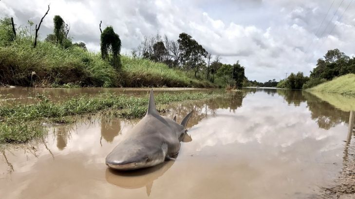 Bull shark washed up onto road by Queensland flooding ow.ly/Sw6Z30aoB7K