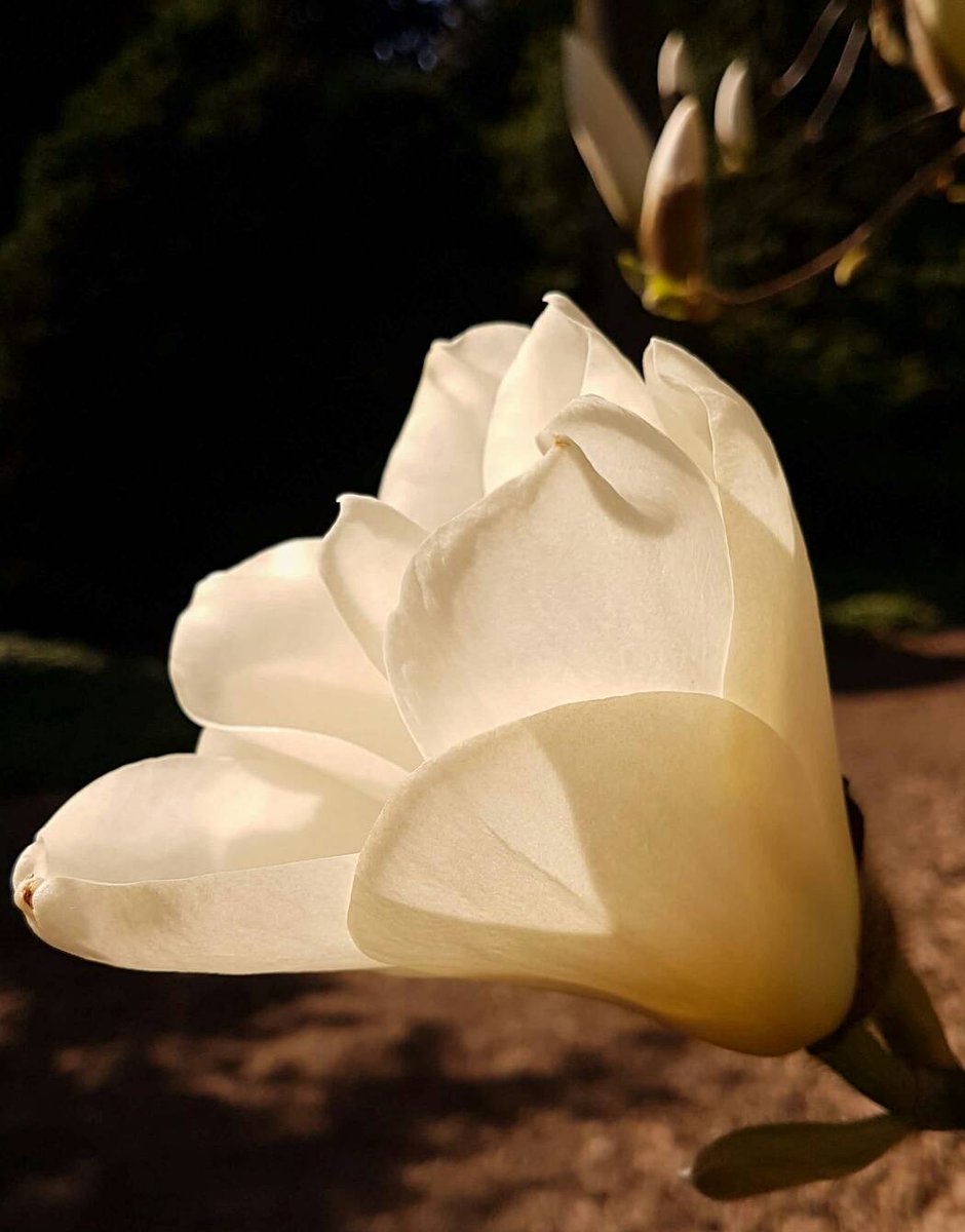 BHeulsen's tweet photo. Natuurlijke schoonheid @bokrijk #magnolia #bokrijk #arboretum #visitgenk #visitlimburg https://t.co/KgmmrKwOBH