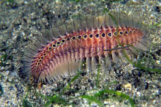 浅瀬で遊んでたらウミケムシに刺されまくった。トゲがいっぱい。相当