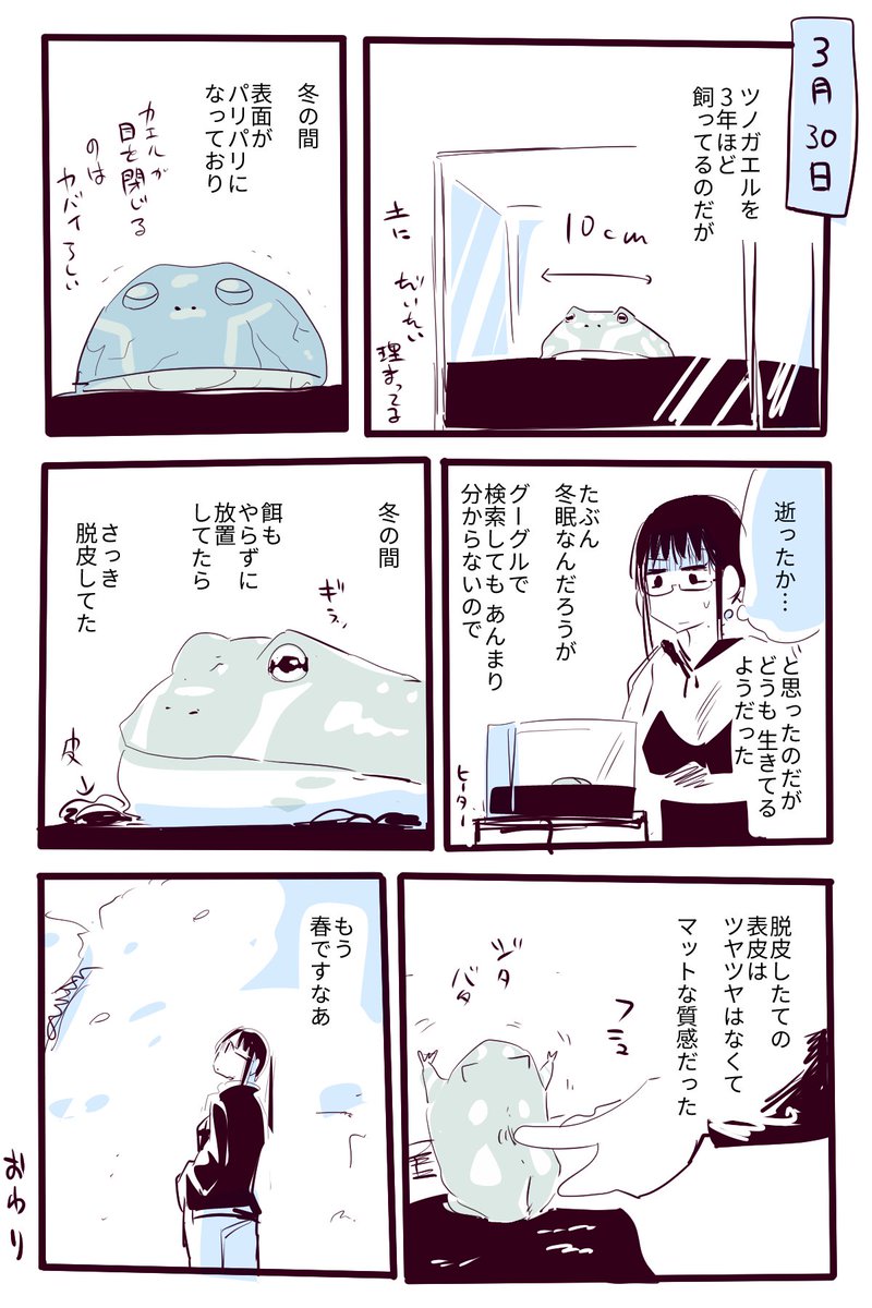 カエルも脱皮する 