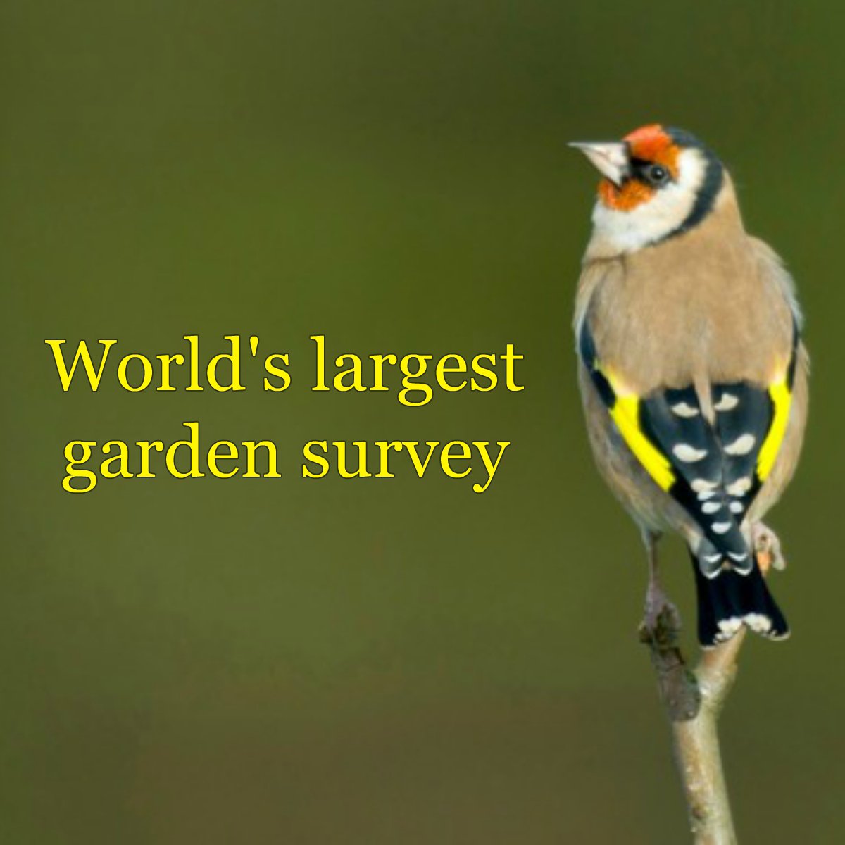 Did you participate in the #BigGardenBirdwatch this year? There were millions of birds recorded all over the UK! bit.ly/2nmUmbH