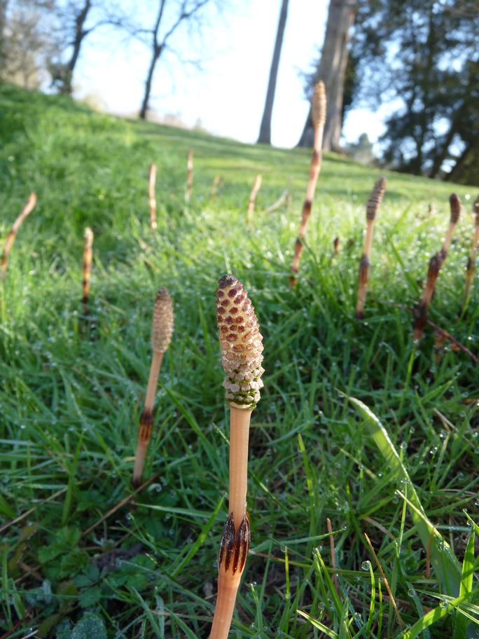 hsauquet_bgsyd's tweet photo. #discoverplants of the day: Equisetum arvense (#Equisetaceae), @u_psud campus, Orsay, France #ferns #SpringInOrsay #UPSudNativeFlora https://t.co/vVU8HxH26b