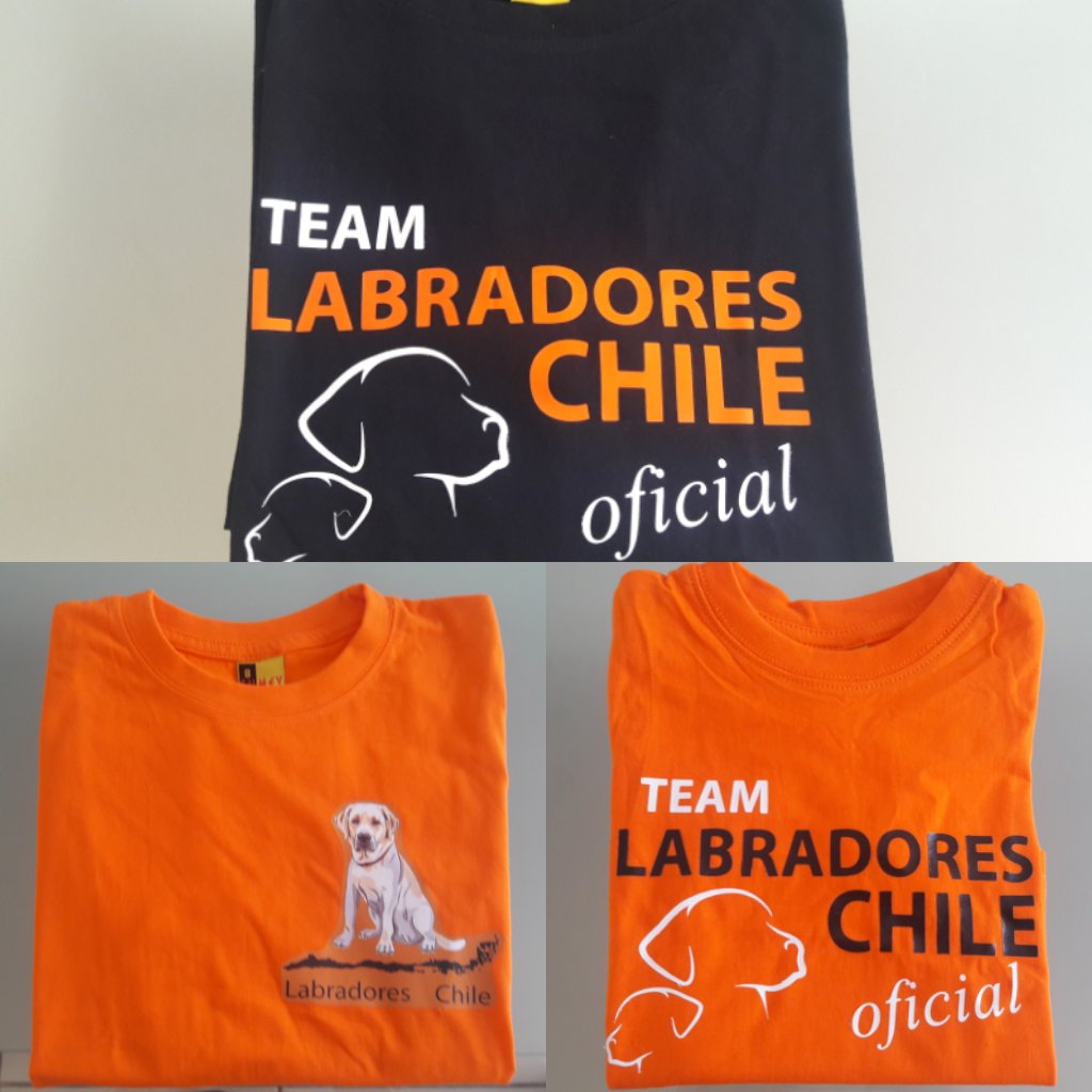 #Teamlabradoreschileoficial ❤🐶