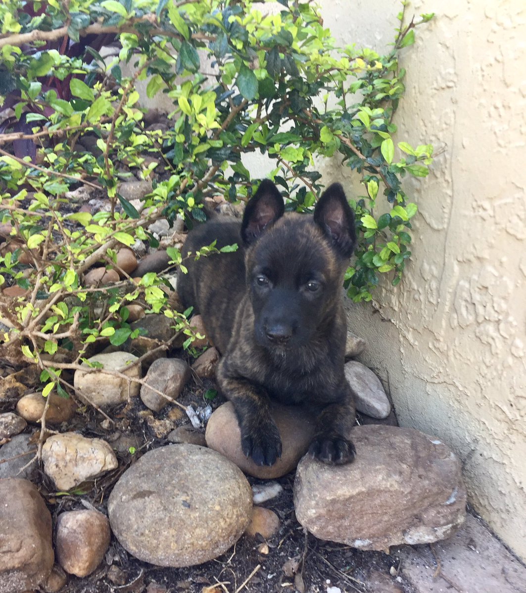 Allpurposek 9 On Twitter Beautiful Puppy Dog Puppy Pup