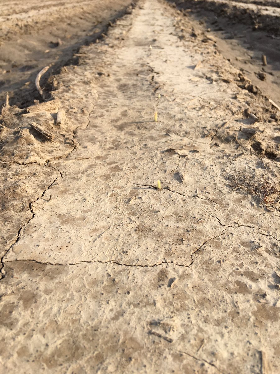 Adean216's tweet photo. Corn coming up in NE Arkansas! https://t.co/yFAXcyb6QO