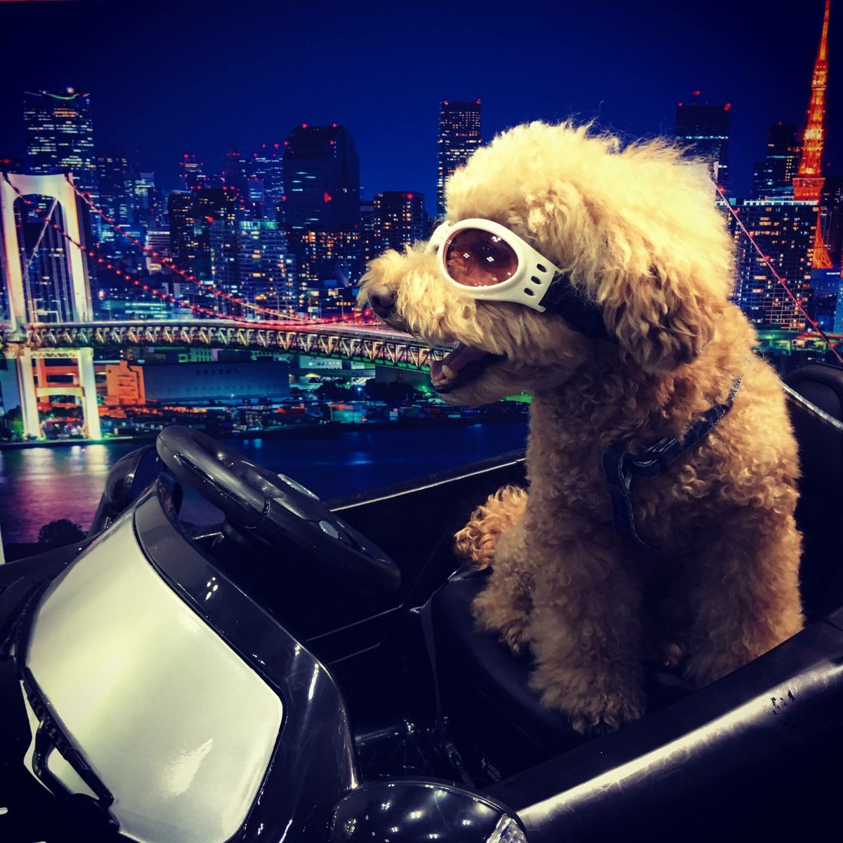walkingdog56's tweet photo. 今夜はじまんのオープンカーでドライブ
夜風がきもちいいゼ…

#インターペット2017 #interpets2017 #日清ペットフード #日清ペット撮影会 #ToyPoodle https://t.co/ep036sdHsx