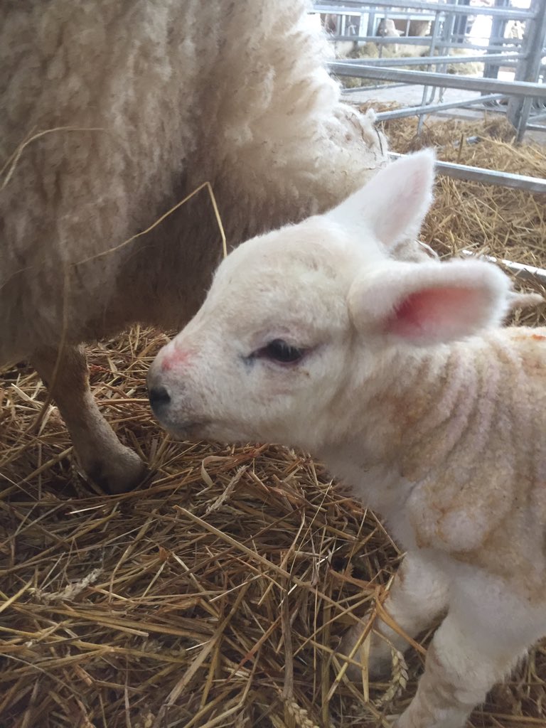 LDSayers's tweet image. Another cracking set of twins. Lovely little texel ram lambs! #Texel #lambs #sheep #lambing #sheep365