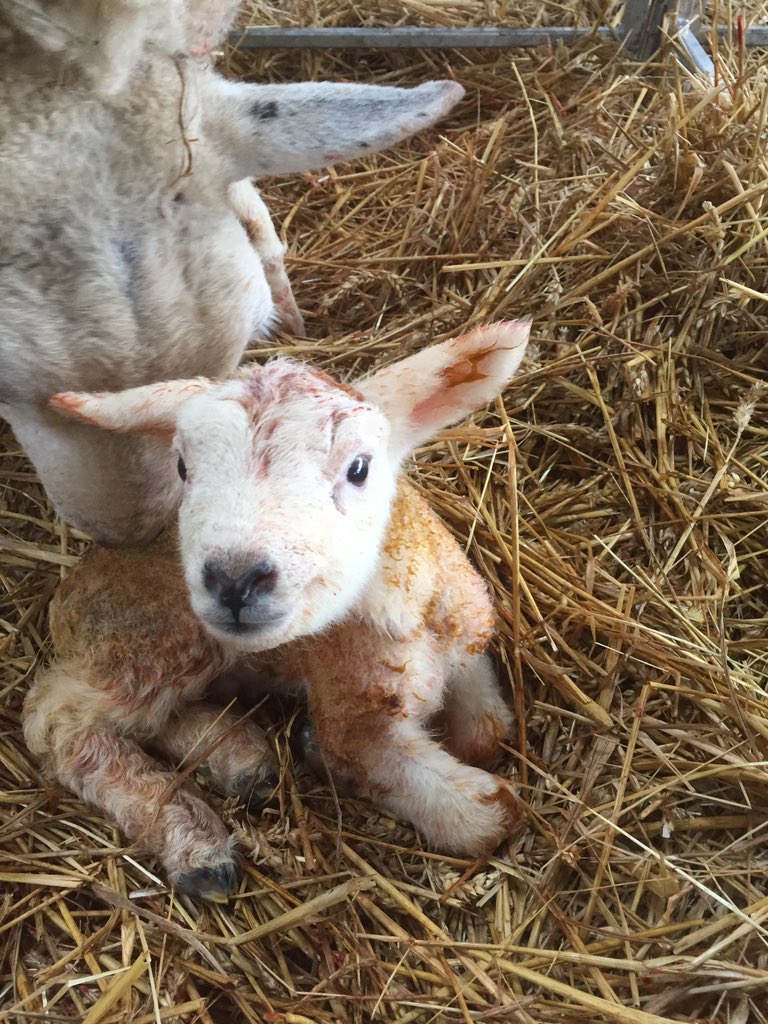 LDSayers's tweet image. Another cracking set of twins. Lovely little texel ram lambs! #Texel #lambs #sheep #lambing #sheep365