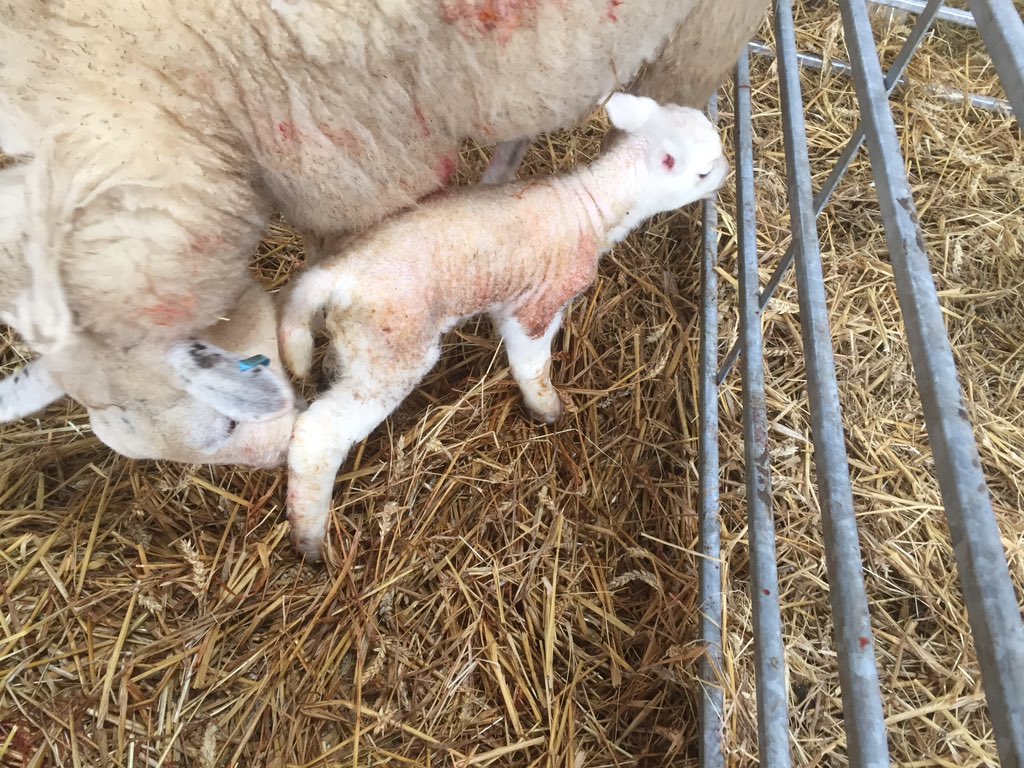 Another cracking set of twins. Lovely little texel ram lambs! #Texel #lambs #sheep #lambing #sheep365