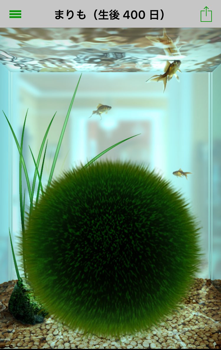 tom1002love's tweet photo. 動物全然関係ないんですけど、一応生き物?なので…笑

まりもさん生後400日らしいです。笑笑 https://t.co/4XcoG85LDo