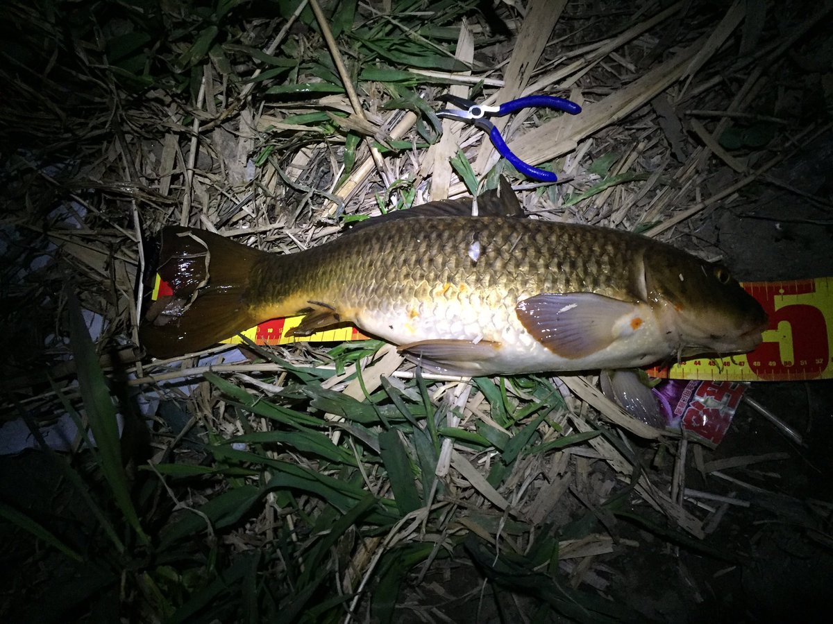 ぺろたん バス釣り 久しぶりの夜釣り 今回もバッチリ釣れました 鯉がw 今回もジャッカルのセイラーミノー 鯉の夜釣り鉄板かよw たまたまかなと思ってセイラーミノー80にしたら当たりが全く無くて70にするとヒットしまくるという 2匹目はスレだったけど ぺろたん バス釣り 久しぶりの夜釣り 今回もバッチリ釣れました 鯉がw 今回もジャッカルのセイラーミノー 鯉の夜釣り鉄板かよw たまたまかなと思ってセイラーミノー80にしたら当たりが全く無くて70にするとヒットしまくるという 2匹目はスレだったけど